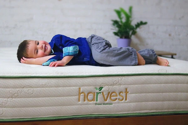 Harvest Mattress Bex Furniture Outlet 